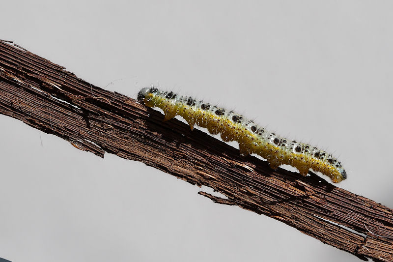 Bruco da identificare - Pieris brassicae